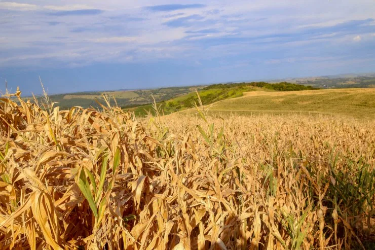 Irregularidade das chuvas coloca desenvolvimento do milho em risco