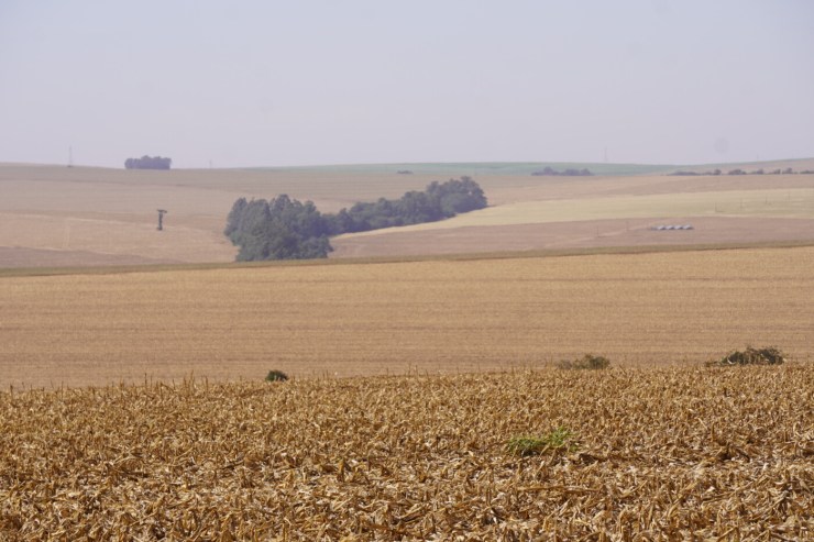 Paraná define calendário do vazio sanitário da soja para a safra 2026/2027