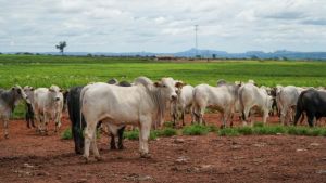 Pecuária de Mato Grosso deve gerar R$ 42,1 bilhões e atingir 20,2% do VBP estadual em 2026
