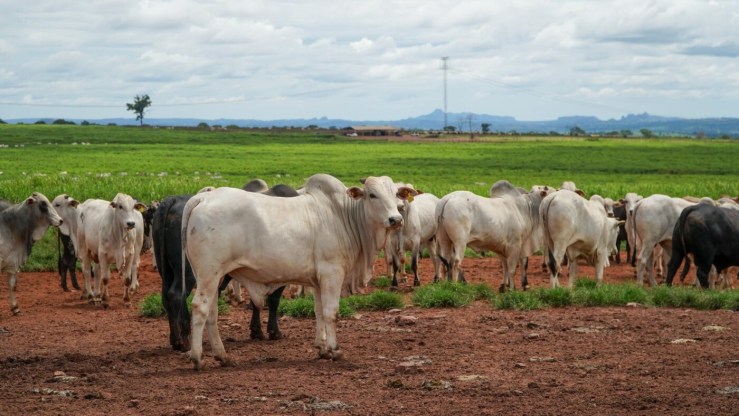 Pecuária de Mato Grosso deve gerar R$ 42,1 bilhões e atingir 20,2% do VBP estadual em 2026