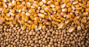 Preço da soja e do milho registram queda em março em Mato Grosso do Sul