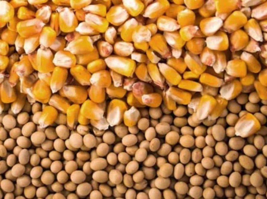 Preço da soja e do milho registram queda em março em Mato Grosso do Sul