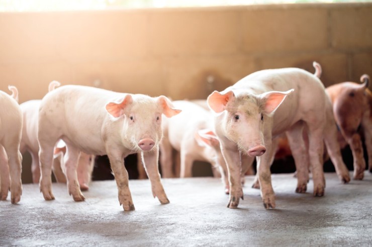 Queda de 27,5% no preço do suíno vivo acende alerta no setor em Mato Grosso