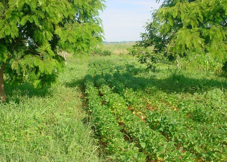 Sistema agroflorestal dobra carbono no solo em área de soja e milho no Cerrado