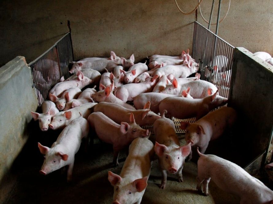 Suinocultura de MT avança com inovação e biosseguridade após missão técnica na Embrapa