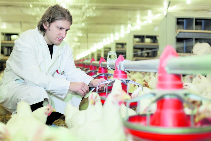 Avicultor passa a comprar 3,91 kg de milho por kg de frango em abril