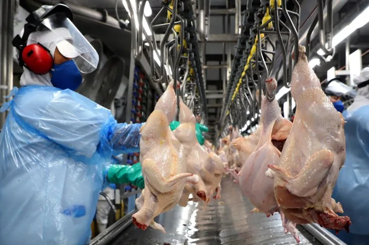 Avicultura cresce 8,68% com recuperação das exportações após embargo sanitário
