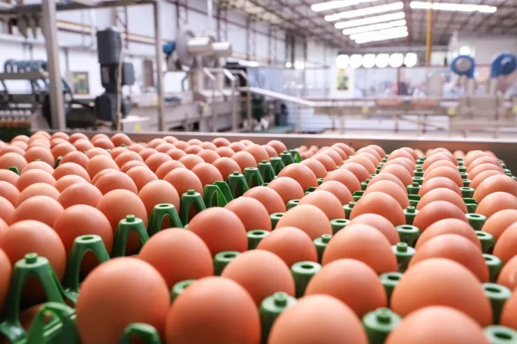 Brasil abre mercado da Coreia do Sul para exportação de ovos e derivados