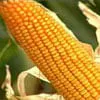 Colheita de milho em MT começa e deve se acelerar em junho com tempo favorável, diz Imea