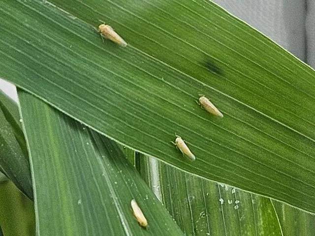 Enfezamentos do milho entram no centro dos debates do Congresso Nacional de Milho e Sorgo