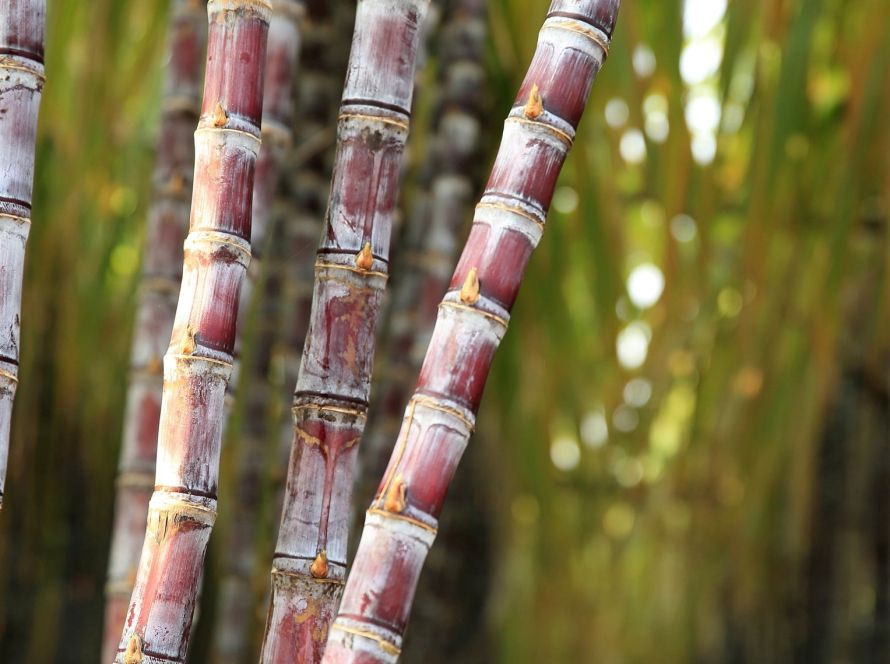 Goiás bate recorde na produção de cana-de-açúcar e assume 2º lugar no Brasil