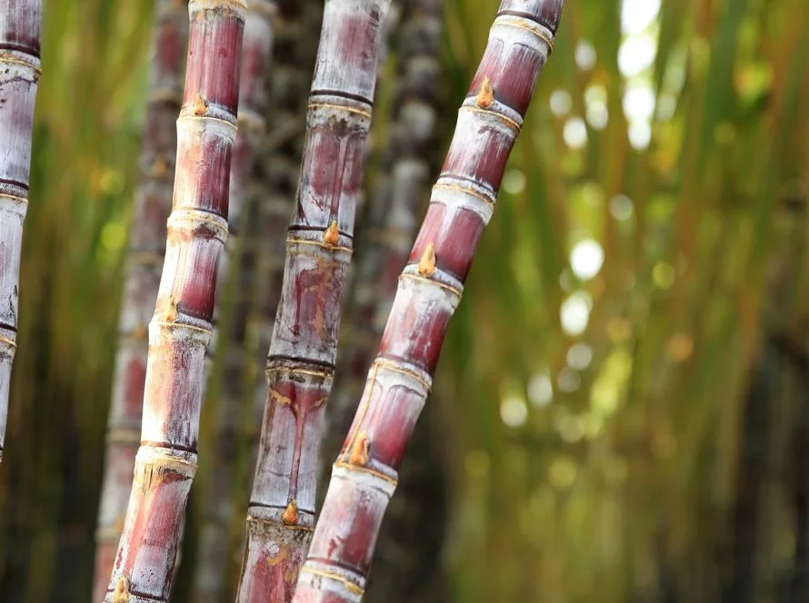 Goiás bate recorde na produção de cana-de-açúcar e assume 2º lugar no Brasil