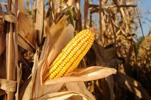 Incrementa MS, programa para elevar o patamar produtivo no Estado do Mato Grosso do Sul, entra em fase de expansão