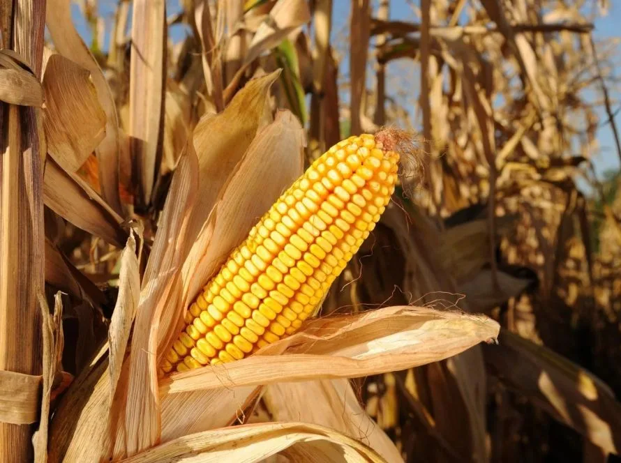 Incrementa MS, programa para elevar o patamar produtivo no Estado do Mato Grosso do Sul, entra em fase de expansão