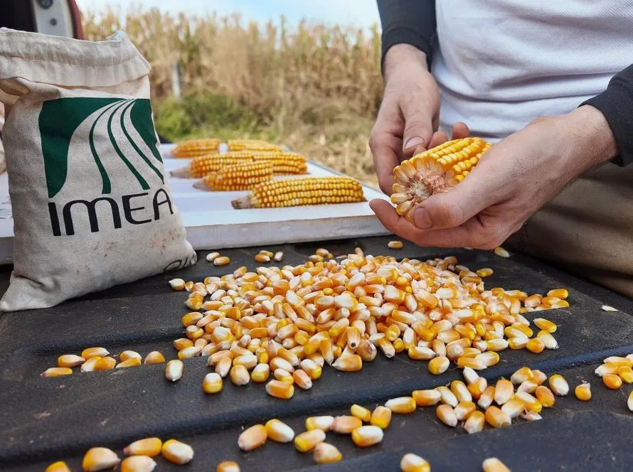 MT inicia colheita de milho da safra 2025/26 com ritmo superior ao ano passado