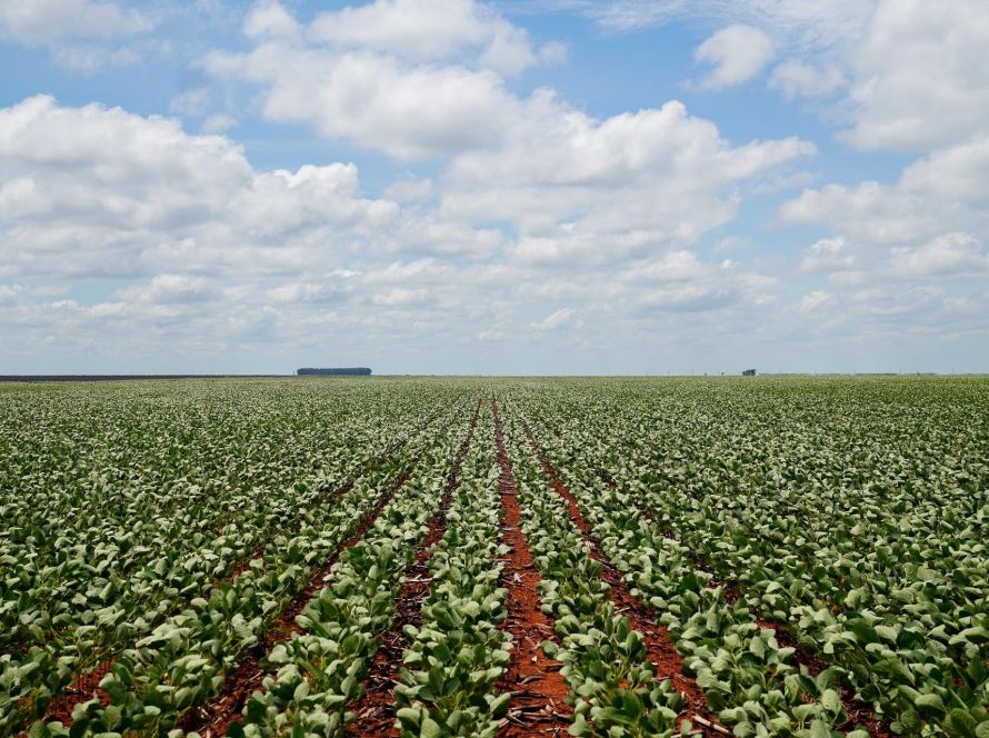 Produção de biodiesel cresce e Mato Grosso responde por 26% do volume nacional, aponta Imea