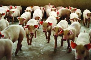 Programa de bonificação valoriza suinocultores no Mato Grosso do Sul