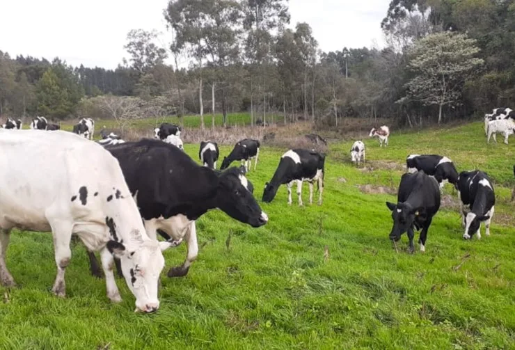 Rio Grande do Sul articula estratégia para transformar leite em produto de exportação