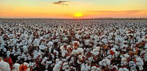 COTTON DAY : Com foco na produtividade Fundação Mato Grosso realiza dia de campo de algodão