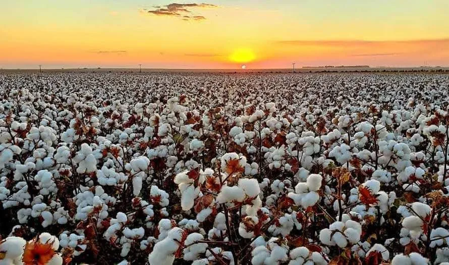 COTTON DAY : Com foco na produtividade Fundação Mato Grosso realiza dia de campo de algodão