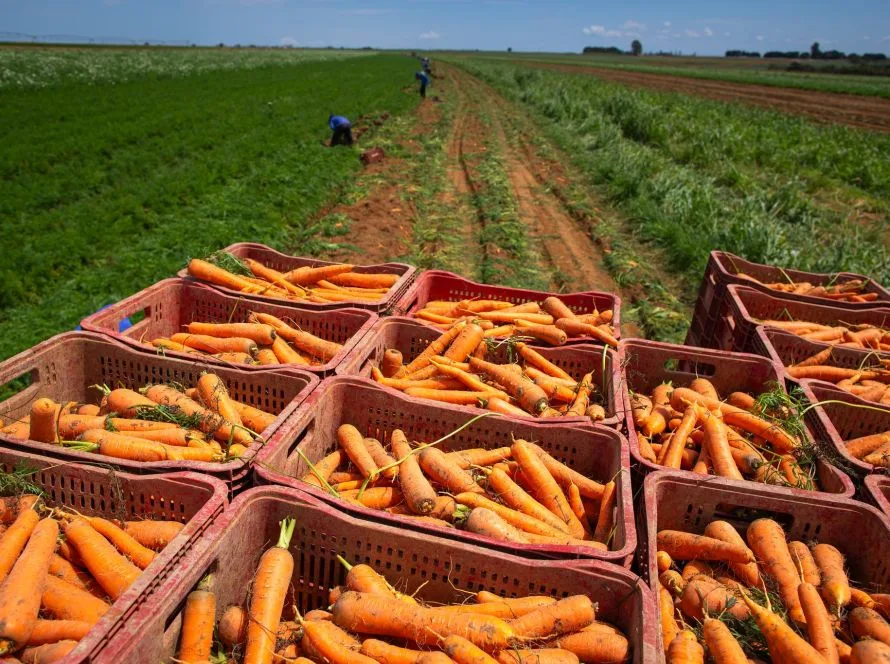 Cenoura/Cepea: Temporada de verão 2025/26 registra margens positivas em Goiás