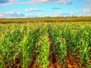 Com 2,9 milhões de hectares cultivados, milho paranaense segue em condição favorável