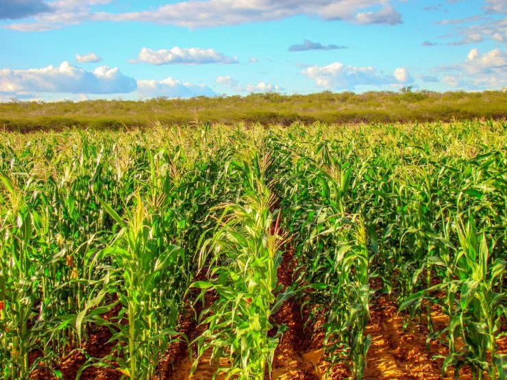 Com 2,9 milhões de hectares cultivados, milho paranaense segue em condição favorável