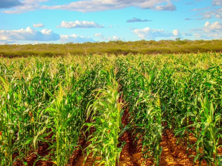Com 2,9 milhões de hectares cultivados, milho paranaense segue em condição favorável