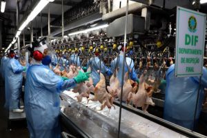 Exportações de carne de frango superam US$ 1 bilhão pela primeira vez na história