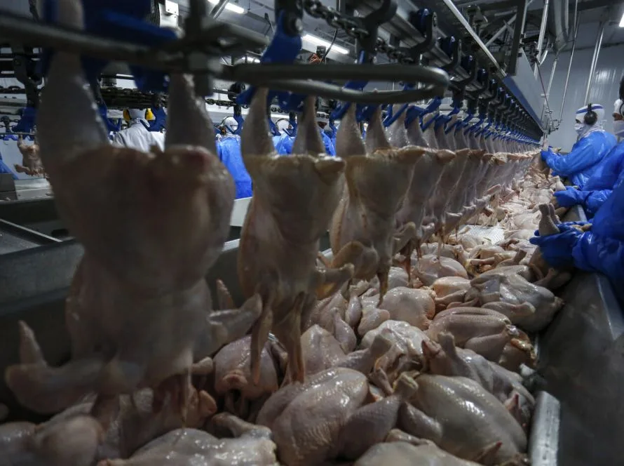 Exportações de frango do Rio Grande do Sul crescem 22,3%