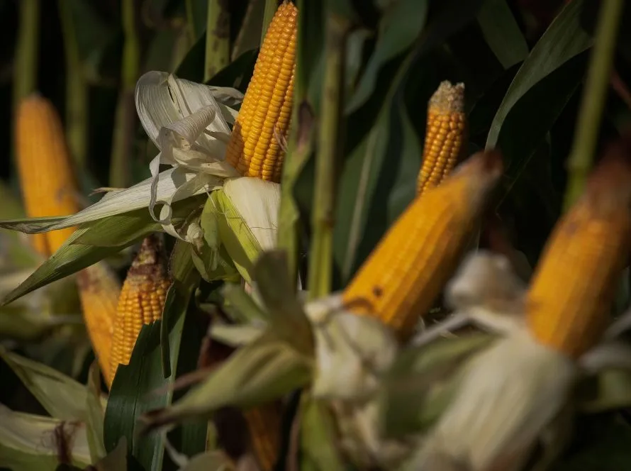 Investimento chinês pode ampliar oportunidades para o milho produzido em Mato Grosso