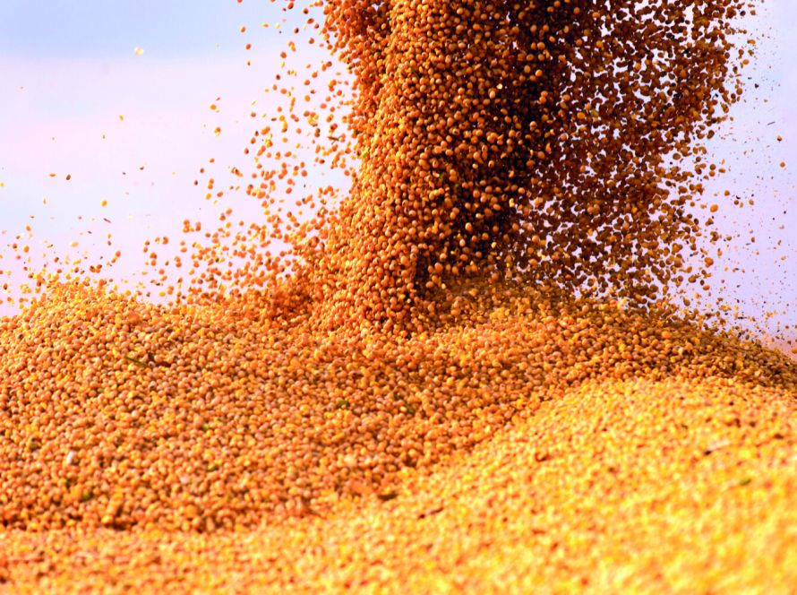 Produção de grãos deve atingir 358,6 milhões de toneladas na safra 2025/26