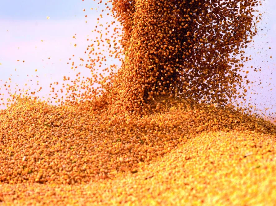 Produção de grãos deve atingir 358,6 milhões de toneladas na safra 2025/26