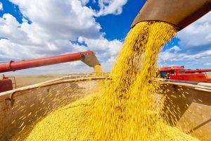 Soja rende US$ 6,3 bilhões ao Brasil e puxa alta das exportações do agronegócio