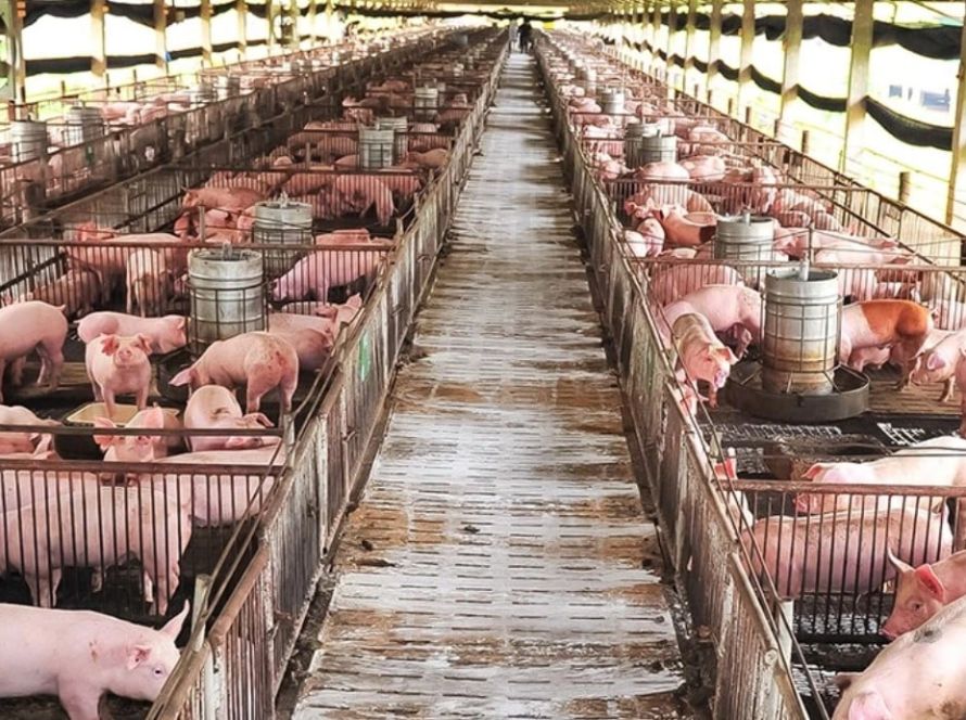 Suinocultura de MS avança com R$ 45 milhões em incentivos e mais de 4,5 milhões de animais beneficiados