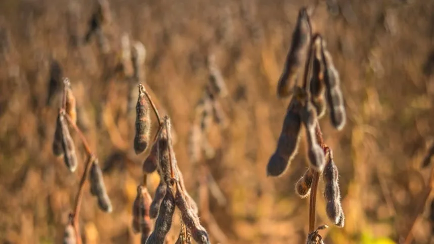 Vazio sanitário da soja começa em Mato Grosso nesta segunda-feira (8)