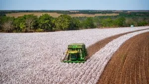 Colheita do algodão ganha mais ritmo em Mato Grosso, Mato Grosso do Sul e Maranhão