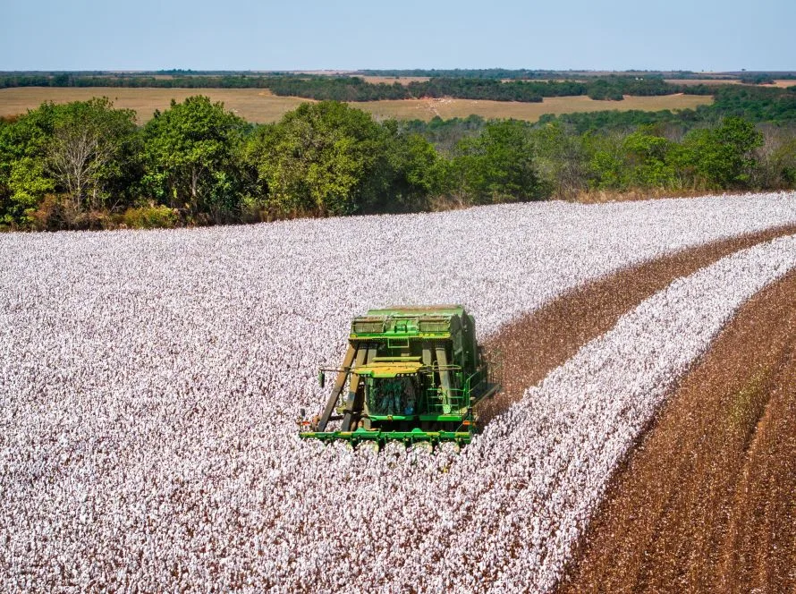 Colheita do algodão ganha mais ritmo em Mato Grosso, Mato Grosso do Sul e Maranhão