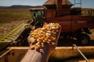 Colheita do milho passa de 58% e Conab com boas produtividades em Mato Grosso, mas quedas em Tocantins, Maranhão e Piauí