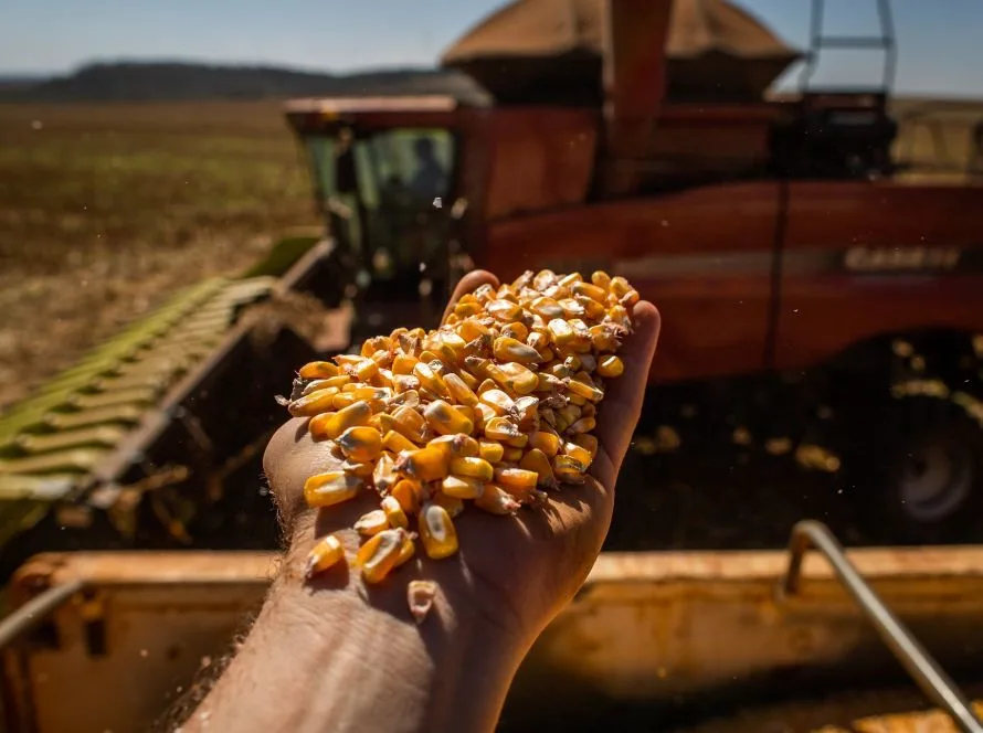 Colheita do milho passa de 58% e Conab com boas produtividades em Mato Grosso, mas quedas em Tocantins, Maranhão e Piauí