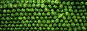 Melancia/Cepea: Chuvas seguidas de virose limitam os rendimentos das áreas de Goiás