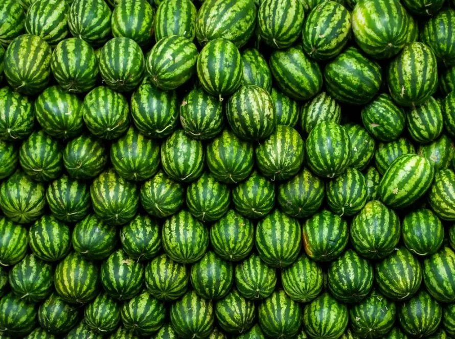 Melancia/Cepea: Chuvas seguidas de virose limitam os rendimentos das áreas de Goiás