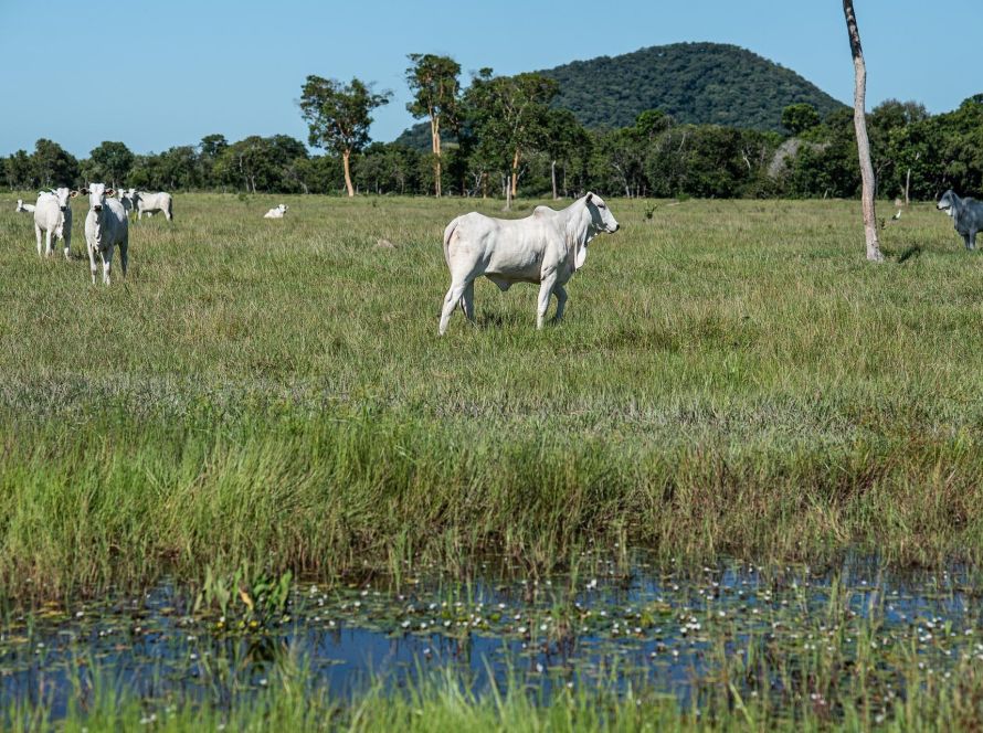 Nova resolução estabelece regras para áreas úmidas e amplia segurança jurídica aos produtores rurais em Mato Grosso