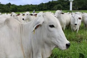 Pecuária de MT bate recorde e chega a 45% dos bovinos abatidos com até 24 meses