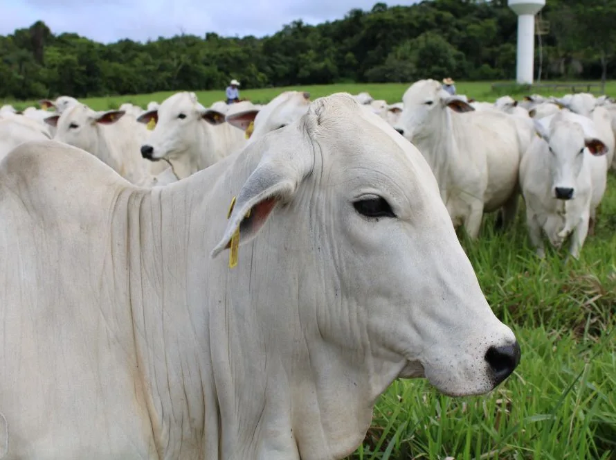 Pecuária de MT bate recorde e chega a 45% dos bovinos abatidos com até 24 meses