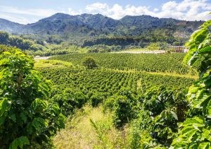 Produção de uva dobra em quatro anos em Goiás, impulsionando a vitivinicultura e o surgimento de novos destinos