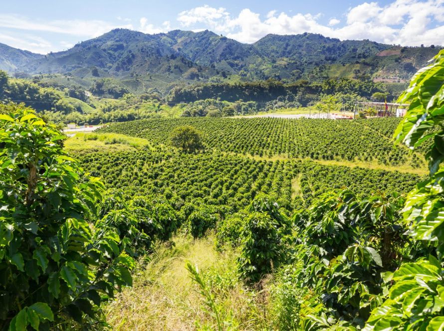 Produção de uva dobra em quatro anos em Goiás, impulsionando a vitivinicultura e o surgimento de novos destinos