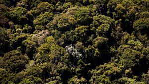 Regulamentação federal fortalece debates sobre pagamento por serviços ambientais no Pantanal em Mato Grosso