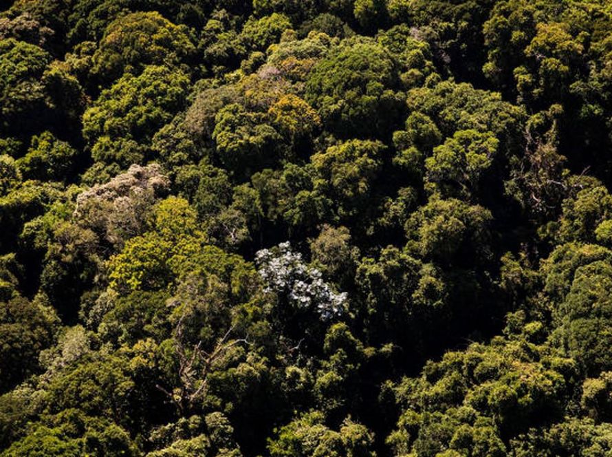 Regulamentação federal fortalece debates sobre pagamento por serviços ambientais no Pantanal em Mato Grosso