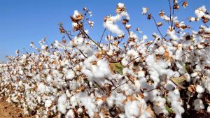 Algodão: fertilizantes pressionam custos da safra 26/27
